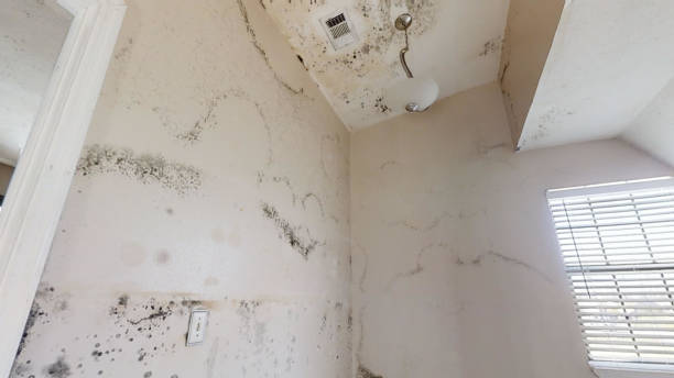 Best Emergency Mold Remediation  in Southaven, MS